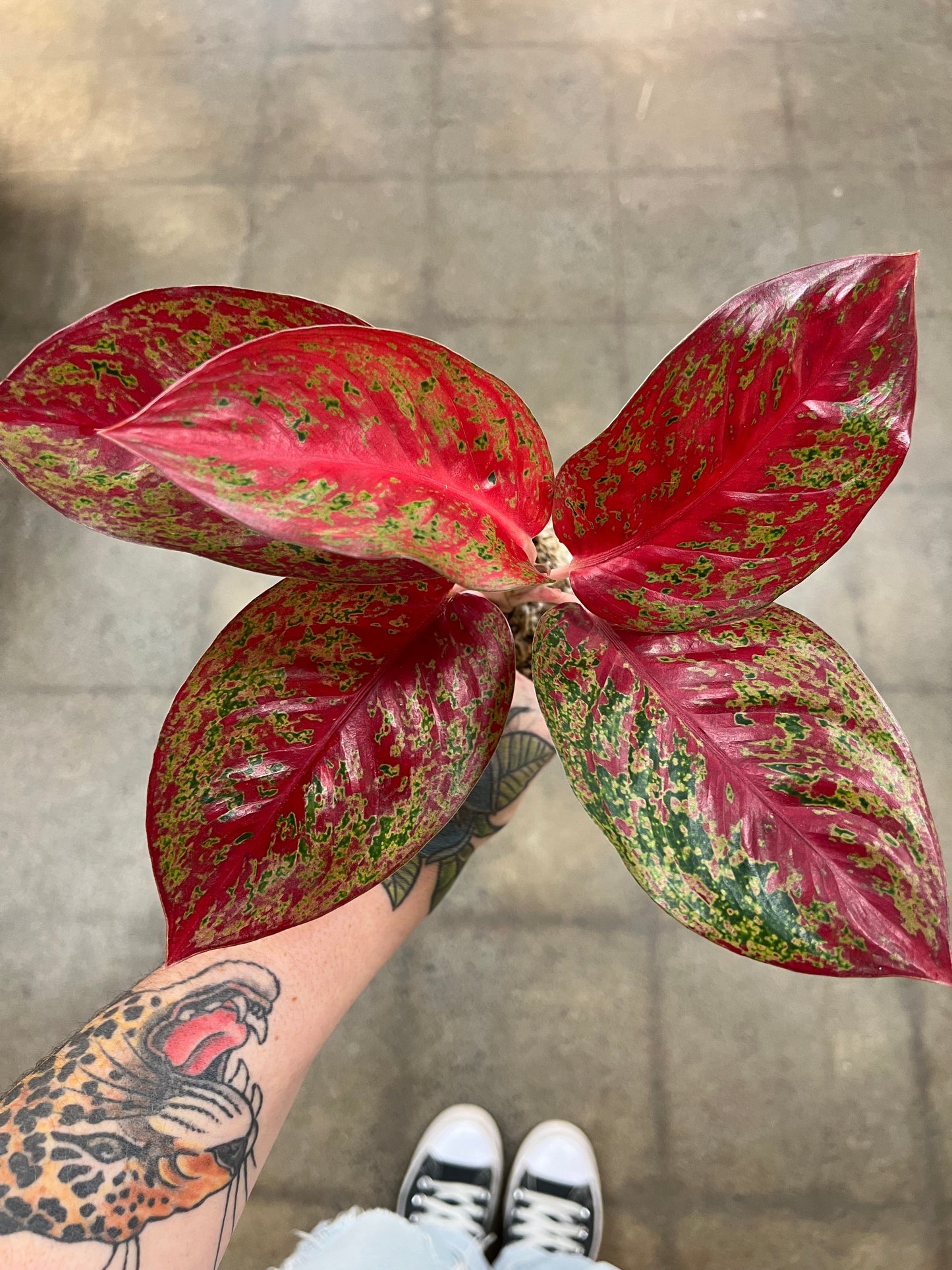 Aglaonema Stardust