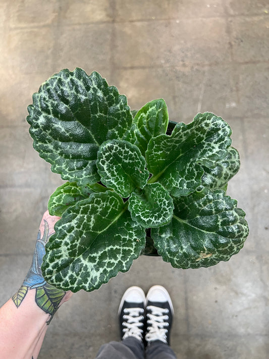 Streptocarpus Turtle Shell