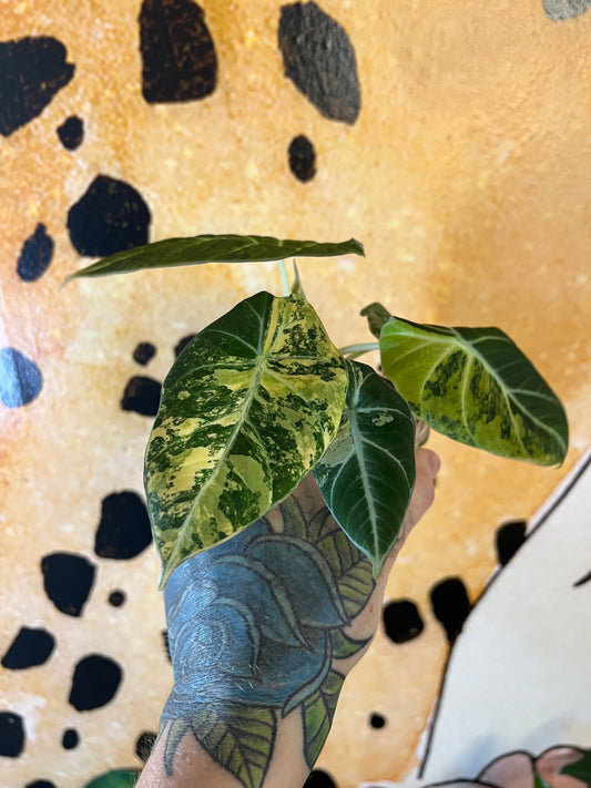 Alocasia Black Velvet Gold