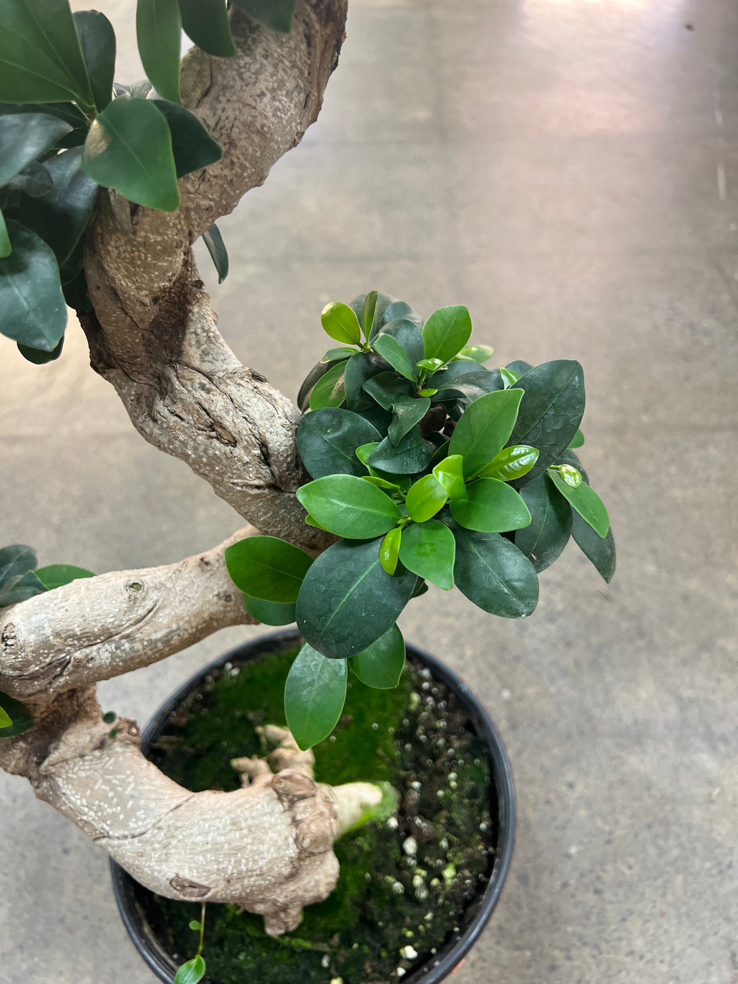 Bonsai Ficus Retusa