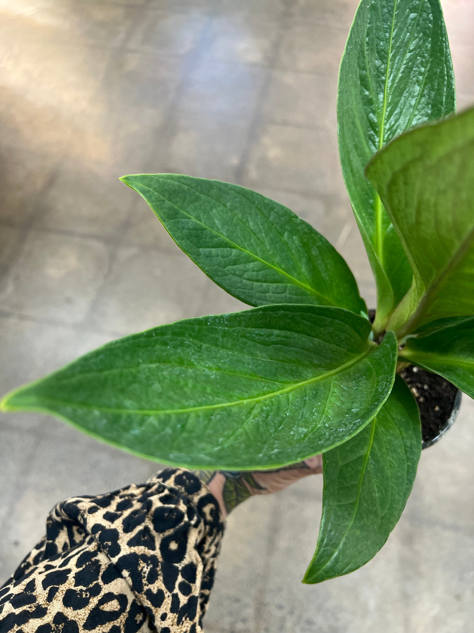 anthurium cobra mature Anthurium Cobra – jungleroseinc