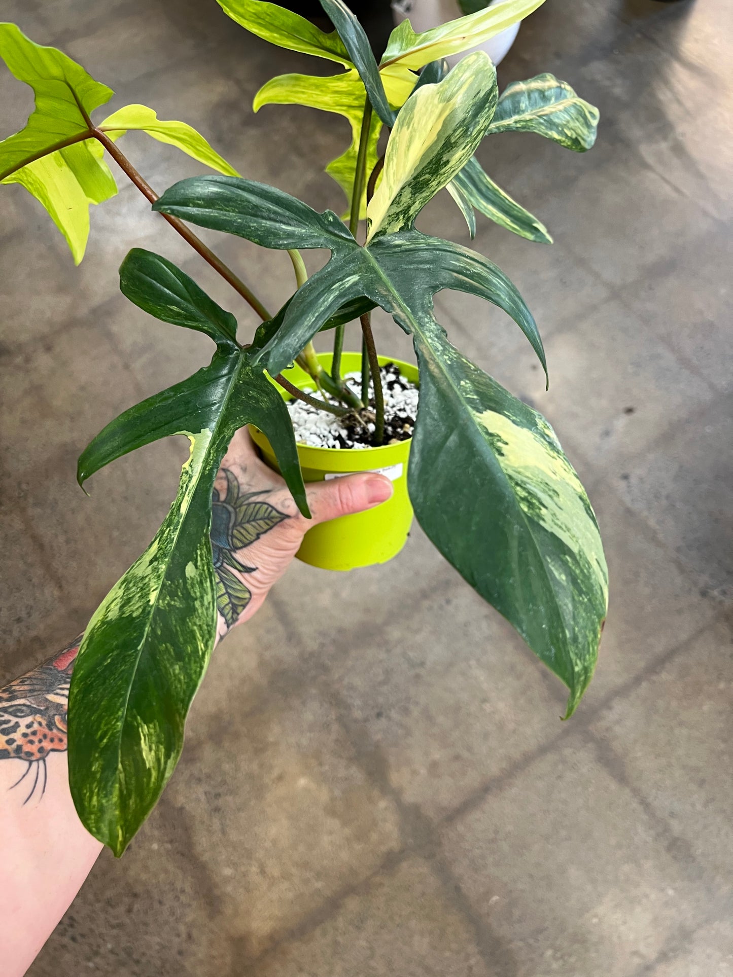 Philodendron Florida Beauty Variegated