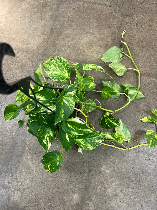 Pothos Hawaiian