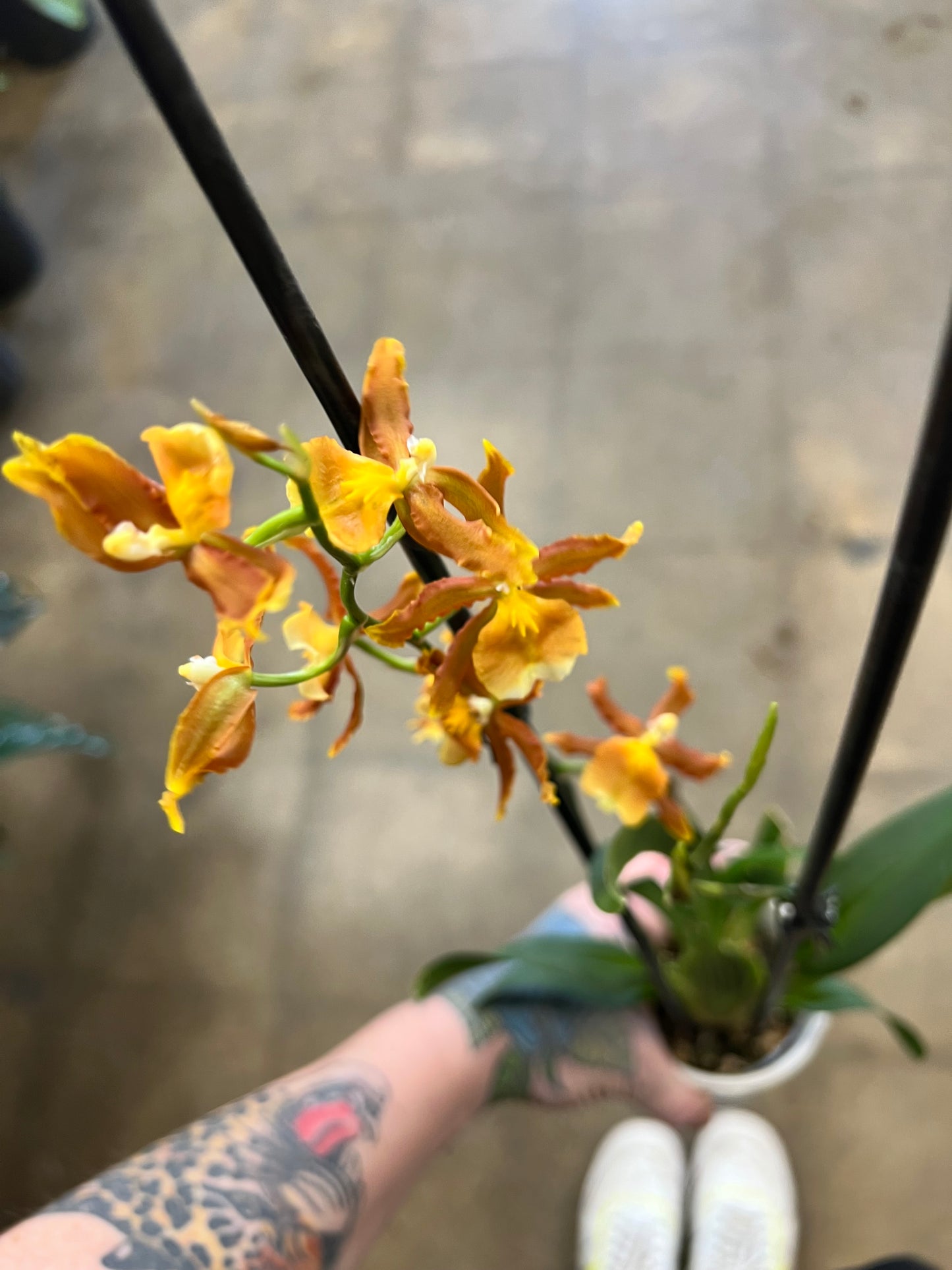 Oncidium orchid