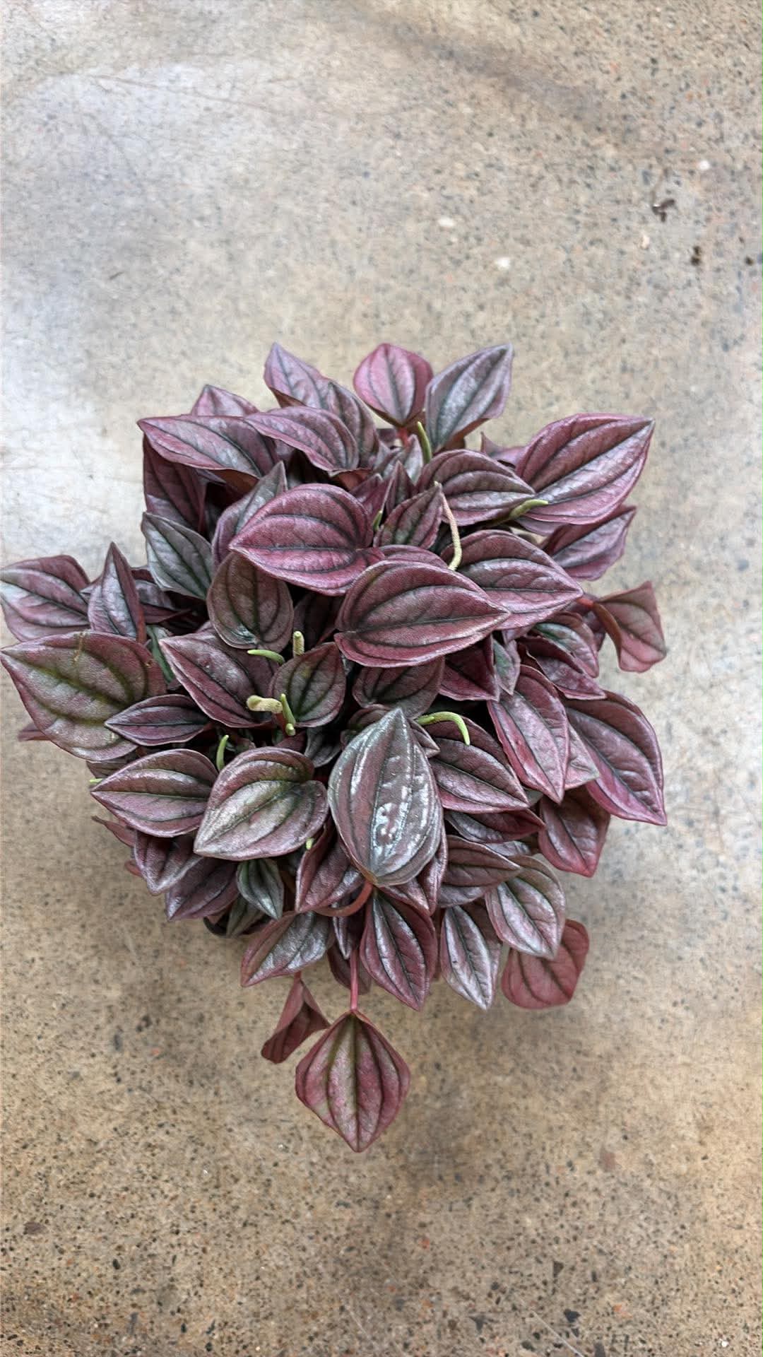 Peperomia Caperata Cayenne