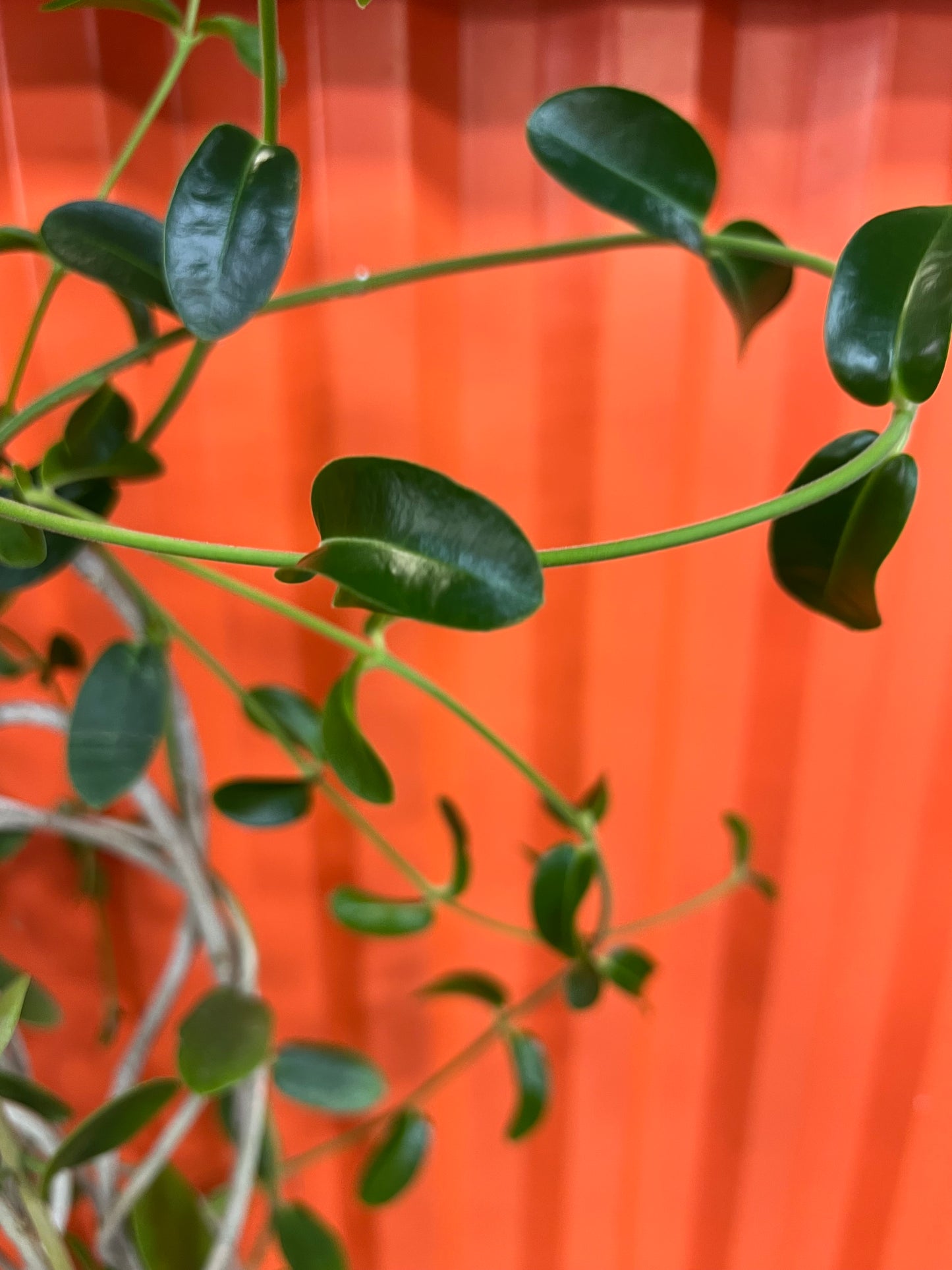 Hoya Golamcoiana