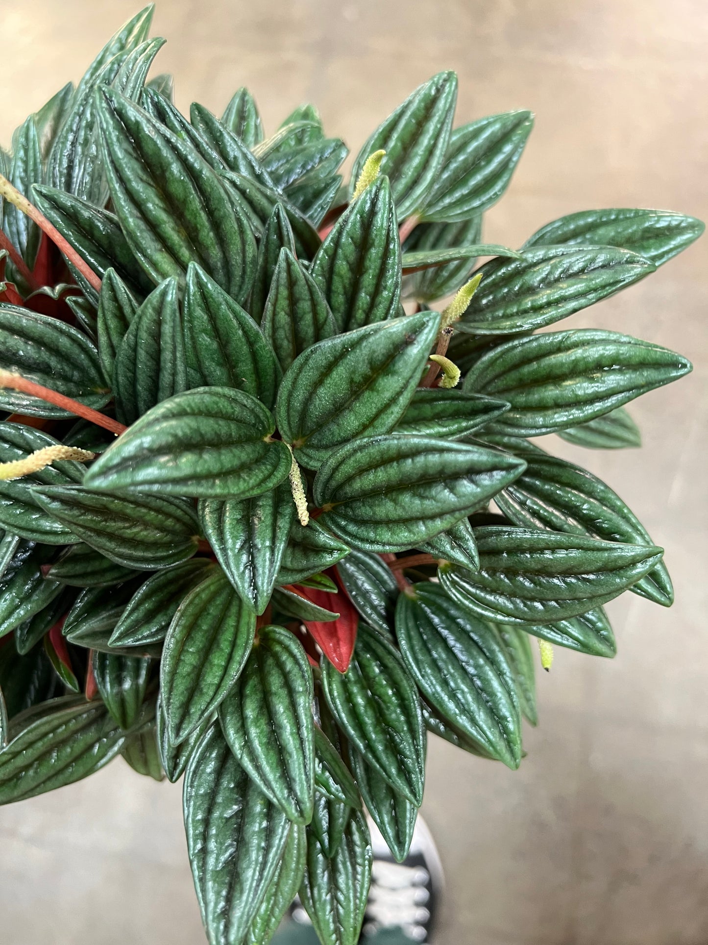 Peperomia Rosso