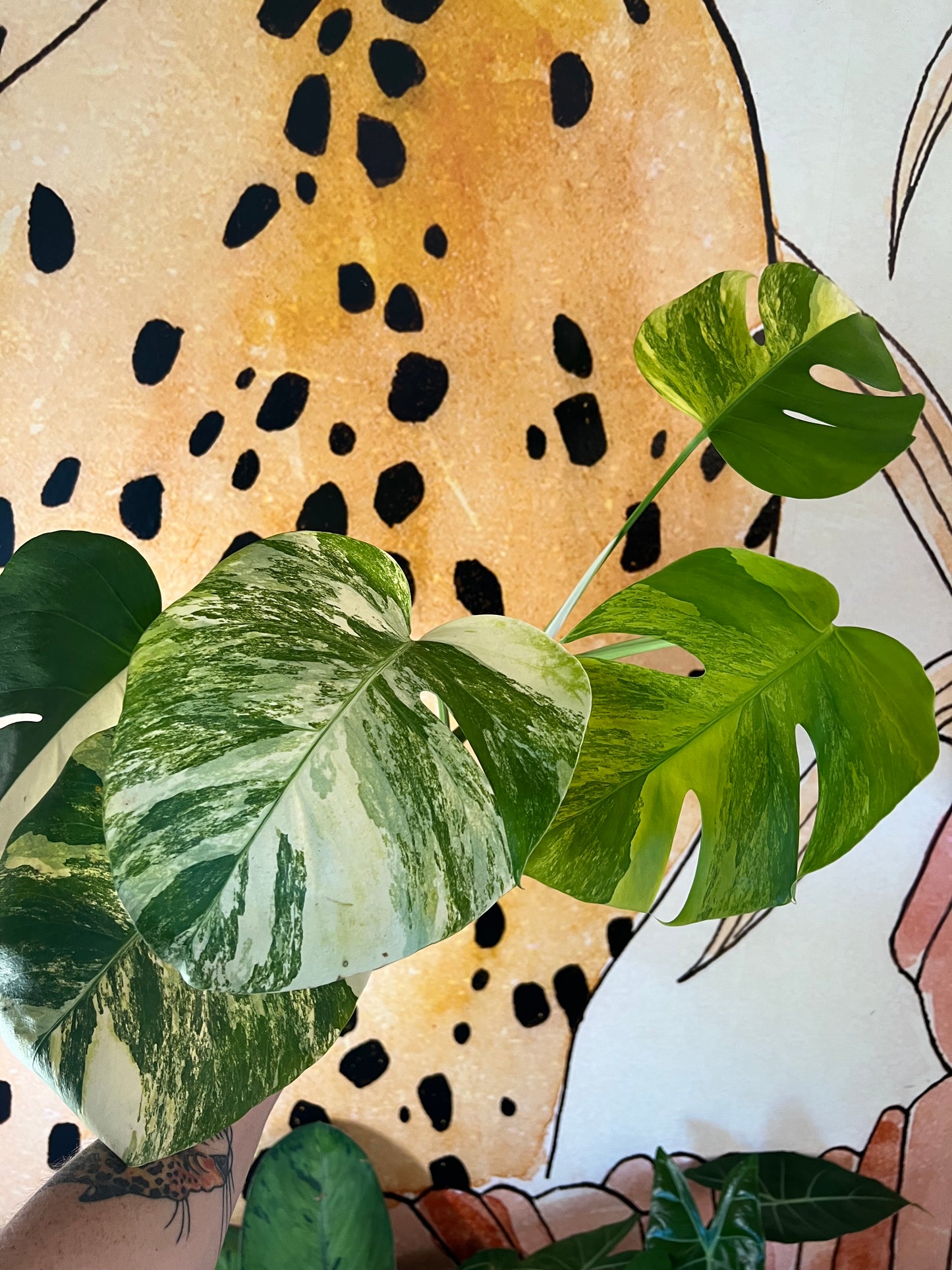 Monstera Aurea