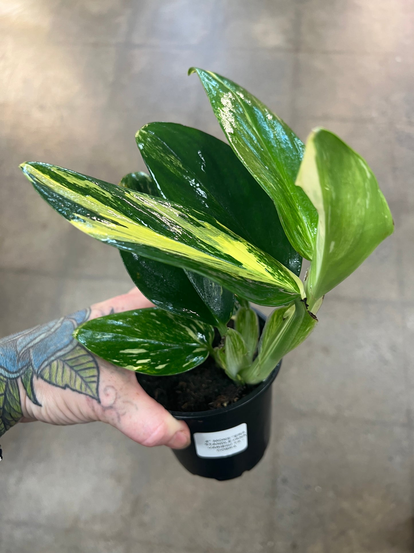 Monstera Standleyana Variegata