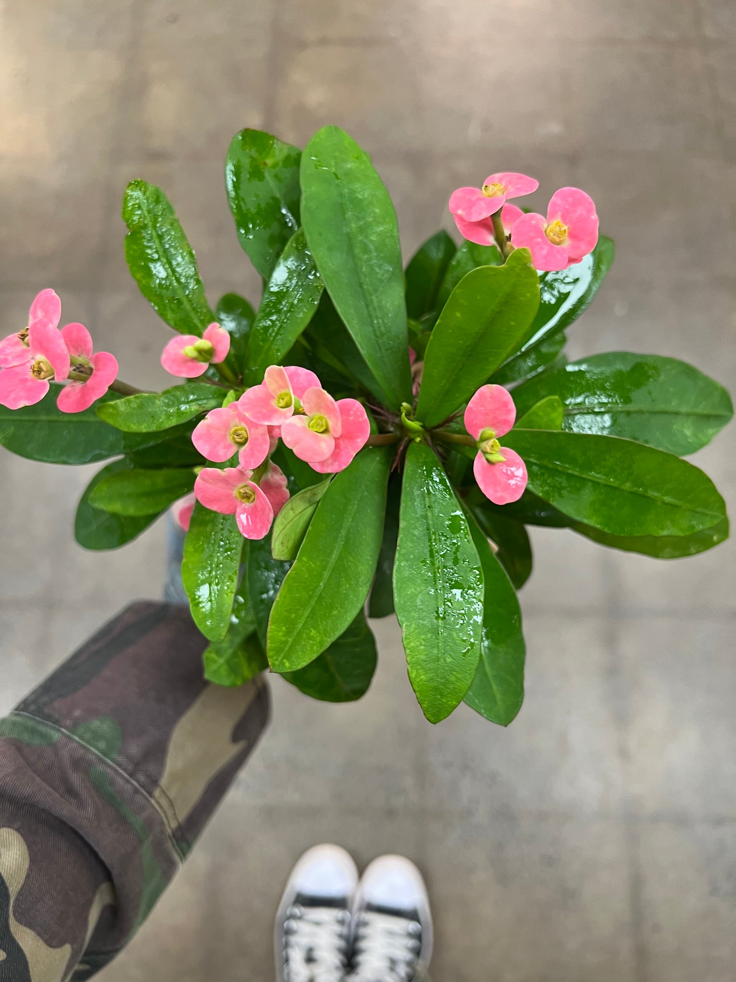 Euphorbia Milii Pink