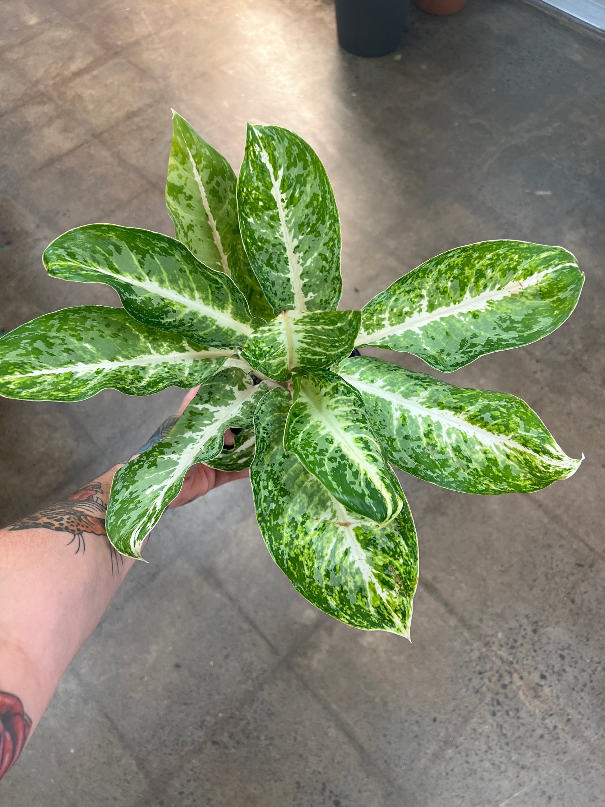 aglaonema milky way Aglaonema Milky Way – jungleroseinc