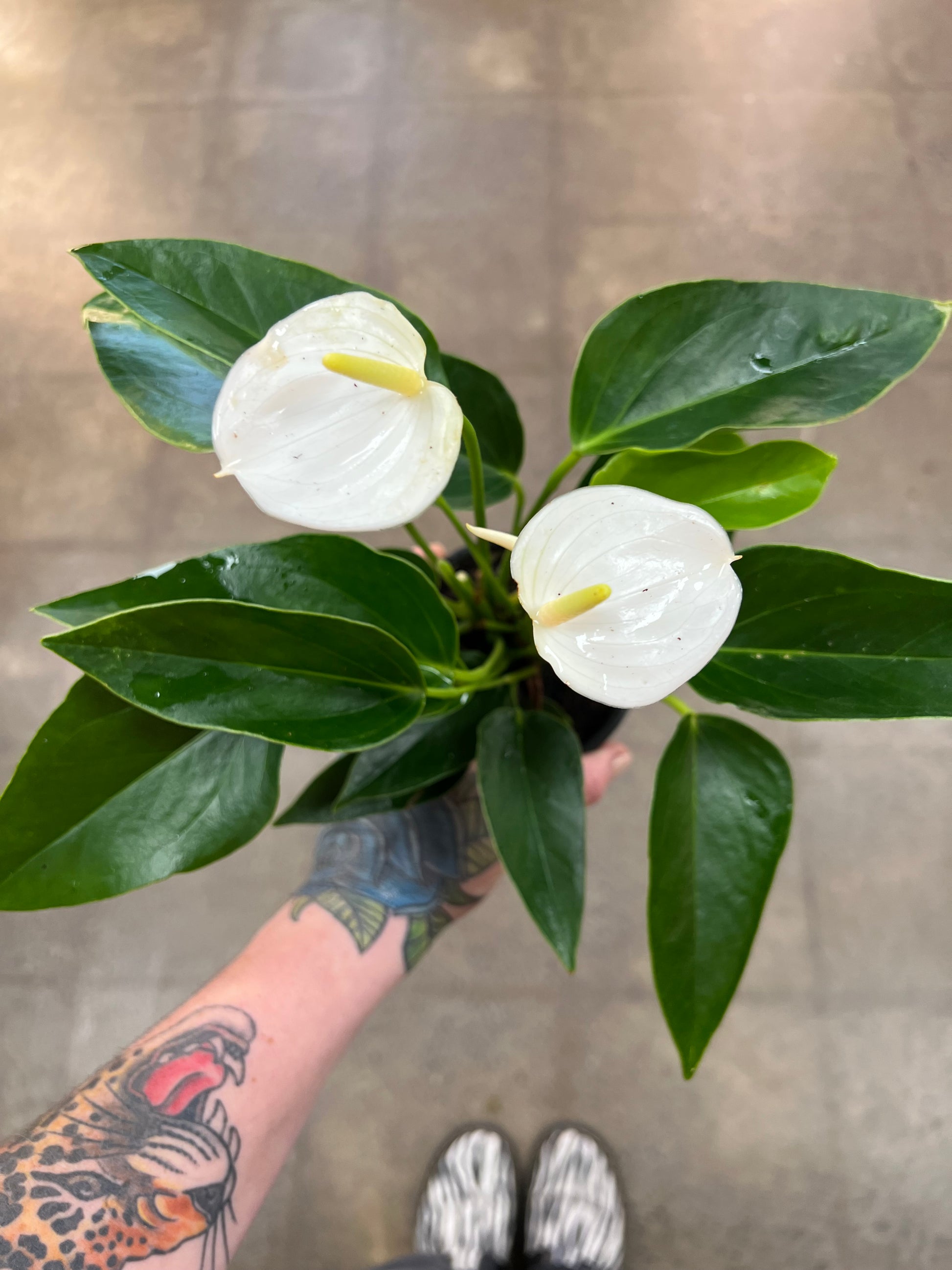 anthurium asst Anthurium Asst
