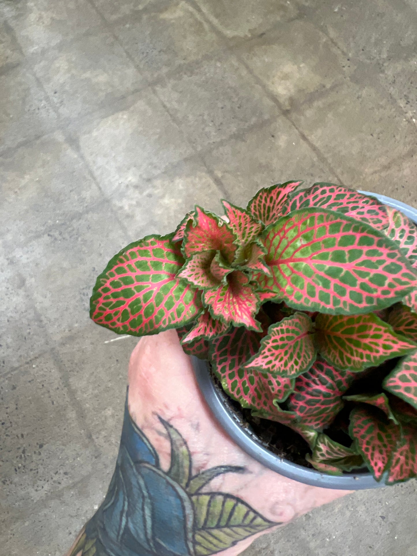 Fittonia Firetail