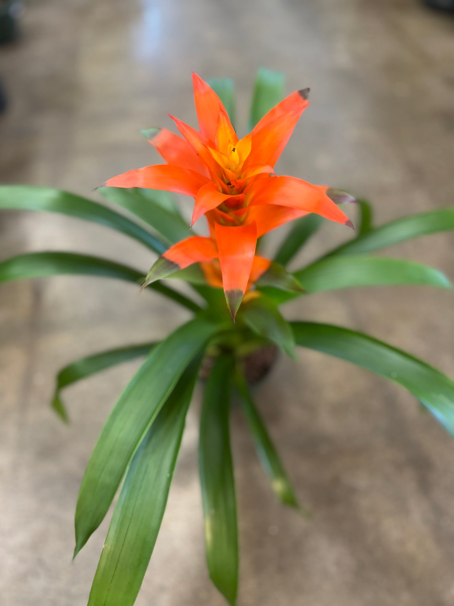 Broméliacé Guzmania