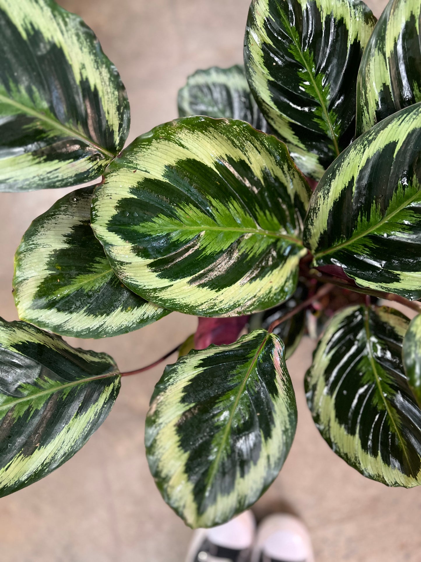 Calathea Medallion