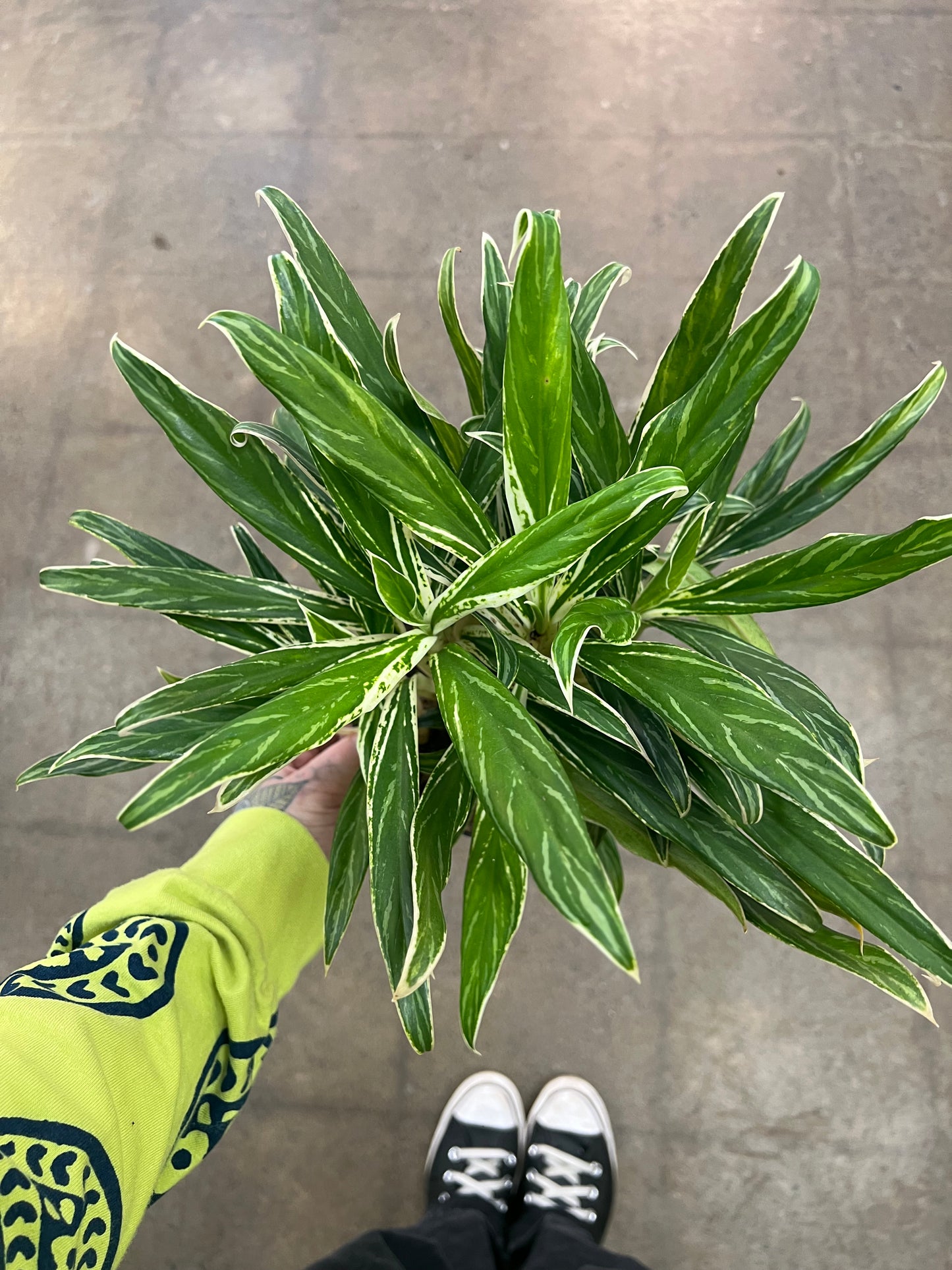 Aglaonema Commutatum Rice