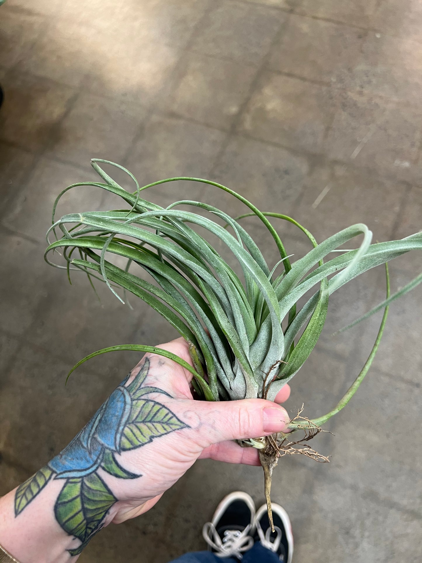 Tillandsia Capitata Silver Rose