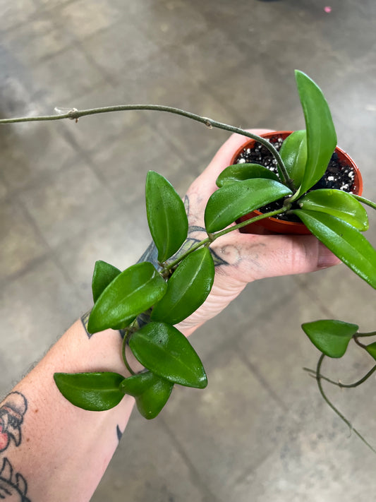 Hoya Burtoniae