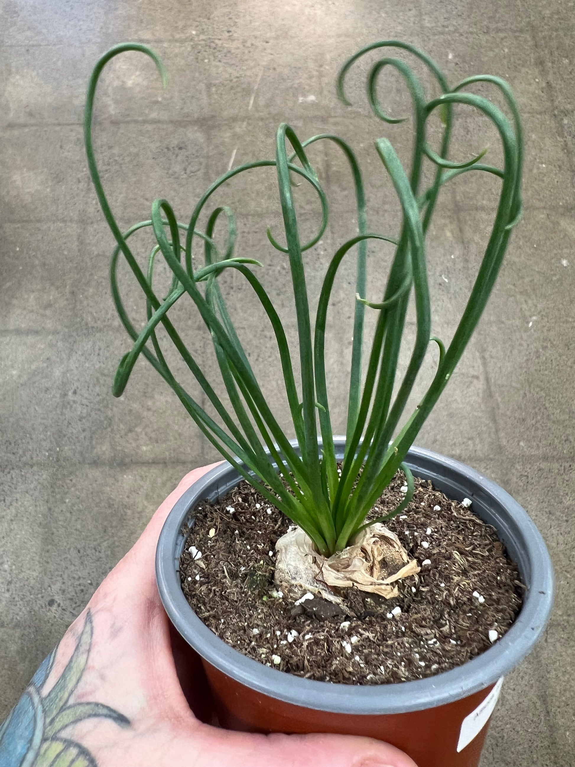 albuca spiralis frizzle sizzle succulent Albuca Spiralis Frizzle Sizzle – jungleroseinc
