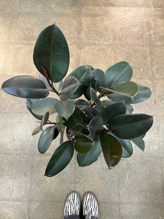 Ficus Burgundy