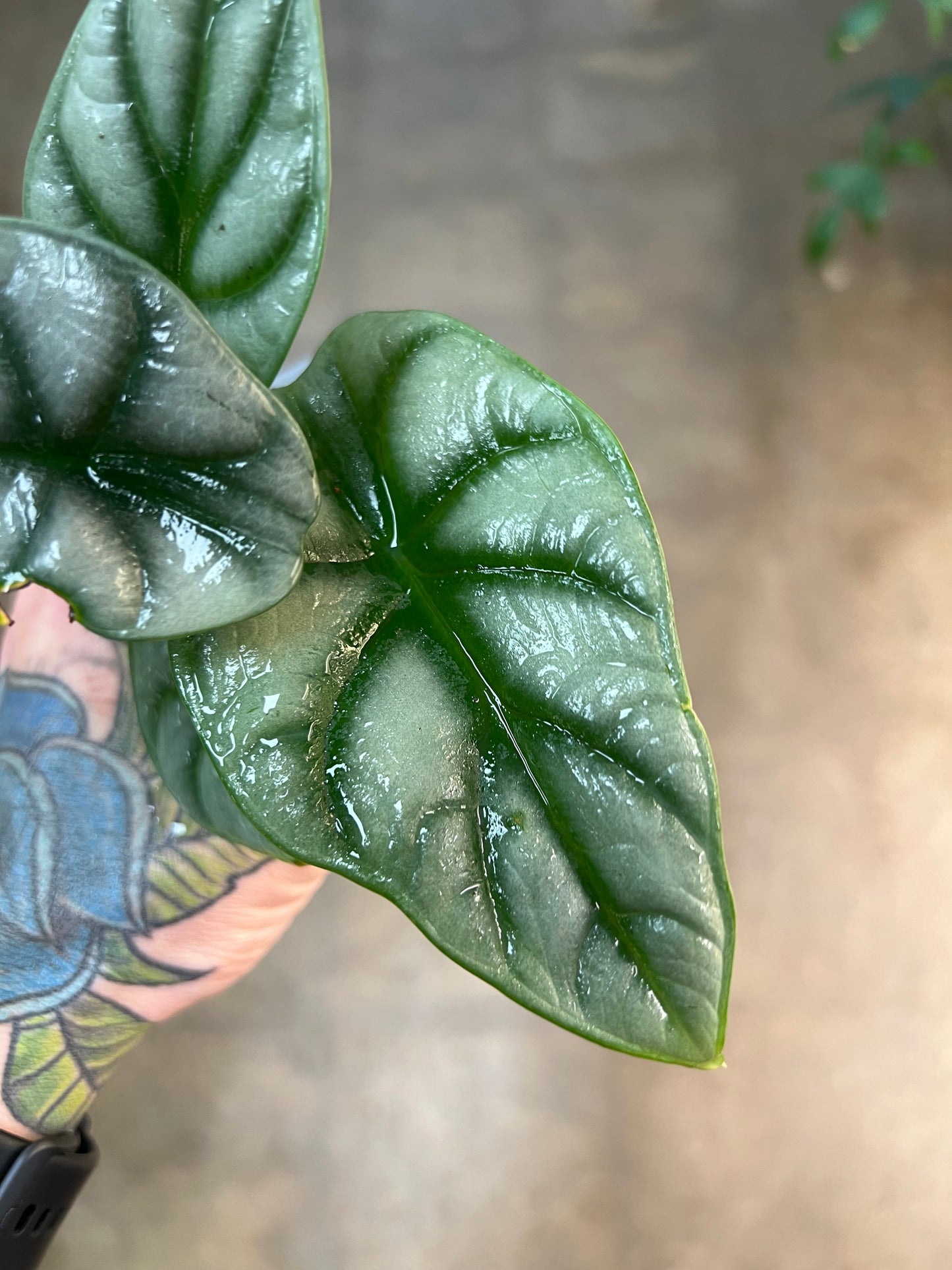 Alocasia Silver Dragon