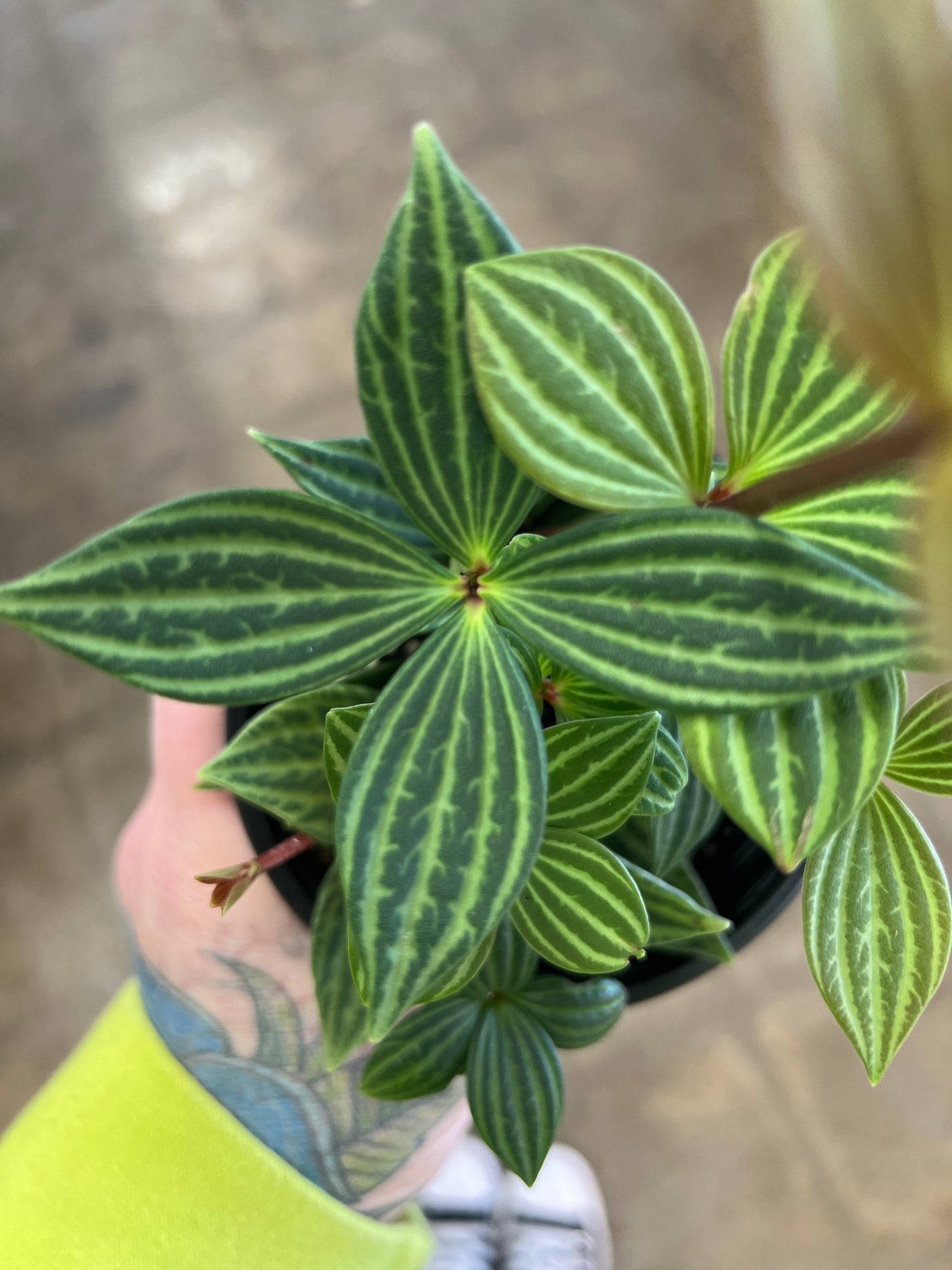 Peperomia Iron Cross