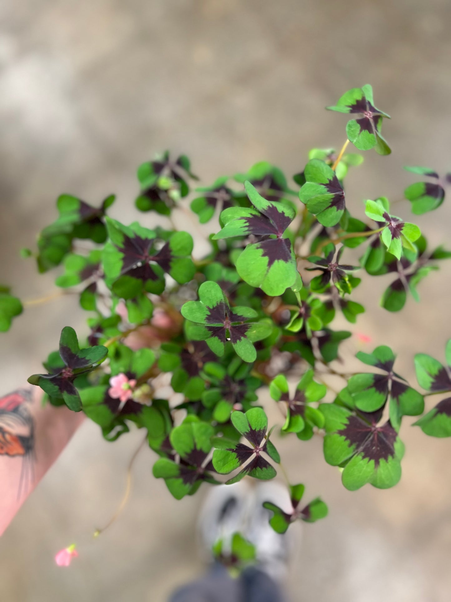 Oxalis Iron Cross