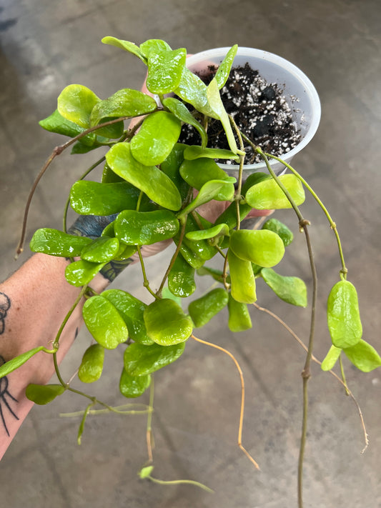 Hoya Rotundiflora