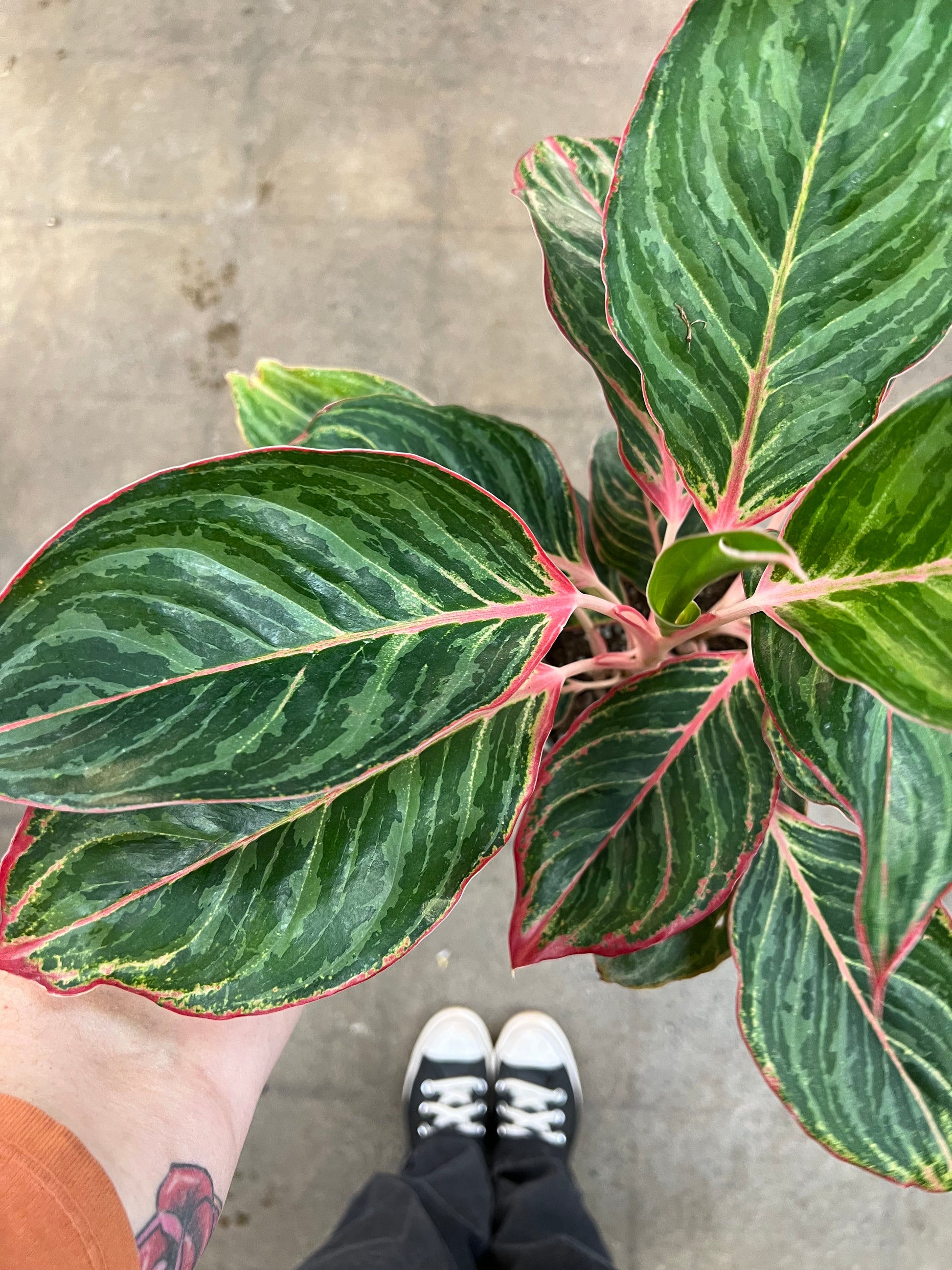 aglaonema plant moonsstone Aglaonema Moonstone Miles – jungleroseinc