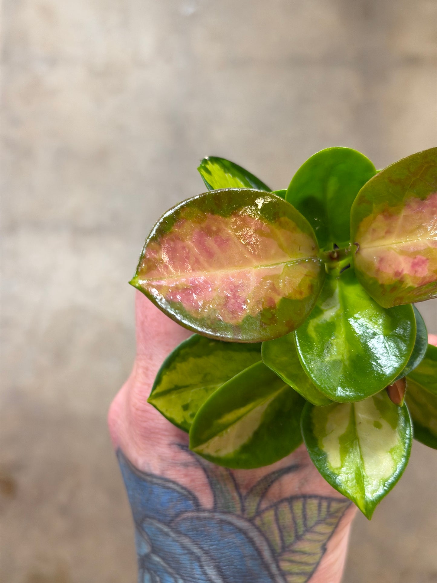 Hoya Australis Lisa
