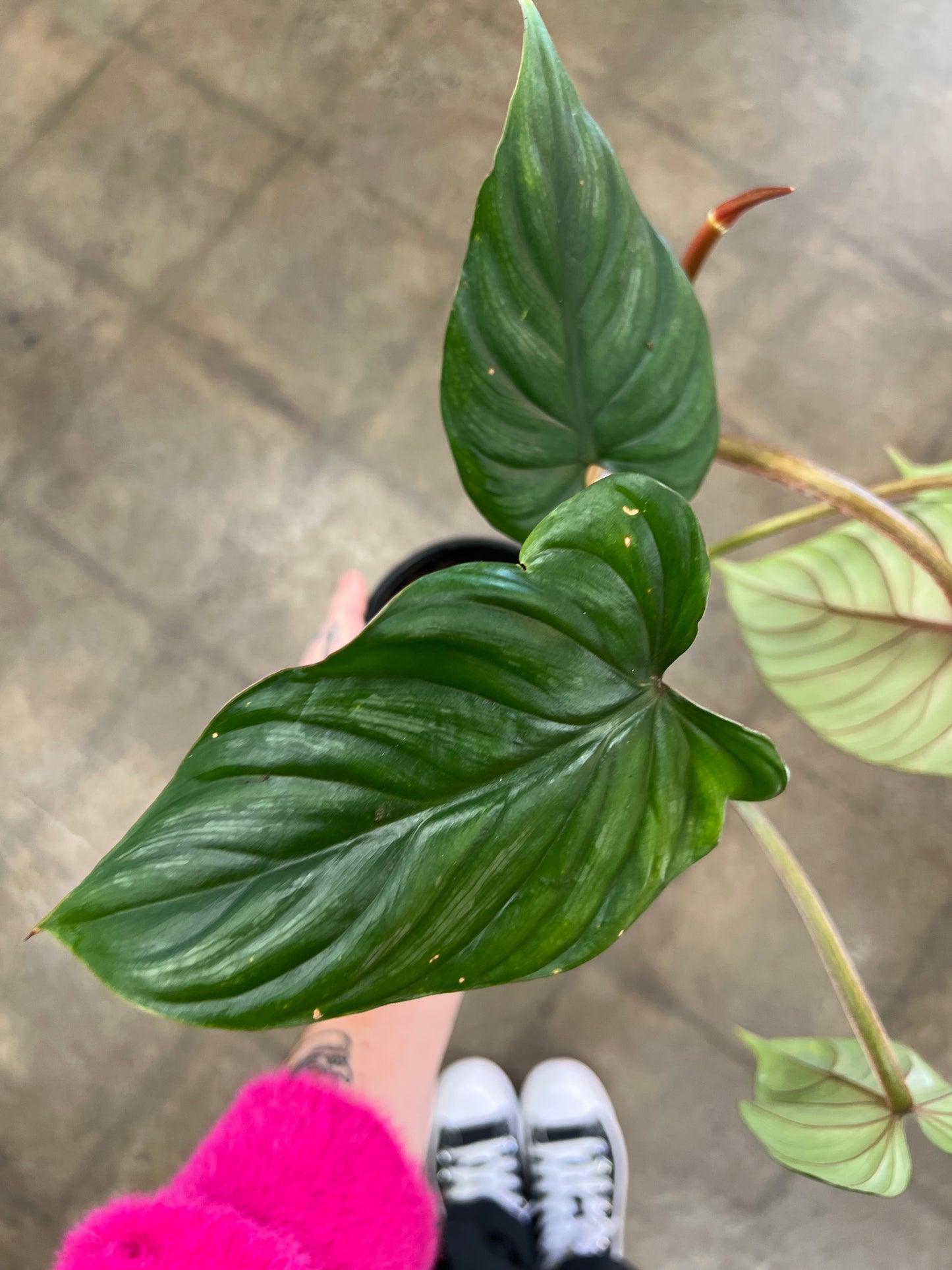 Philodendron Pastazanum Silver / Tuteur