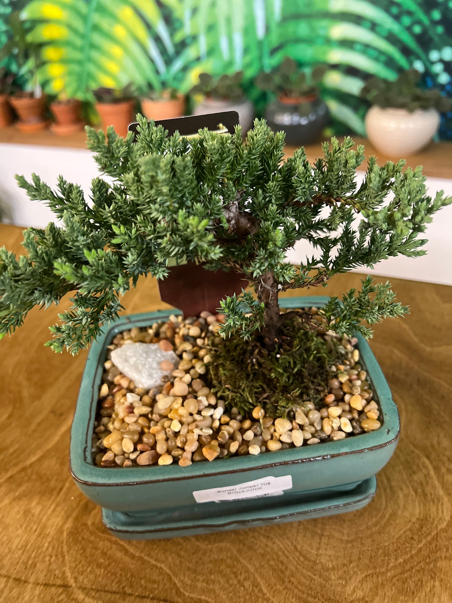 Bonsaï Juniper