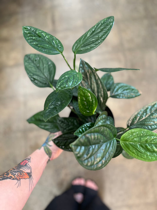 Monstera Peru