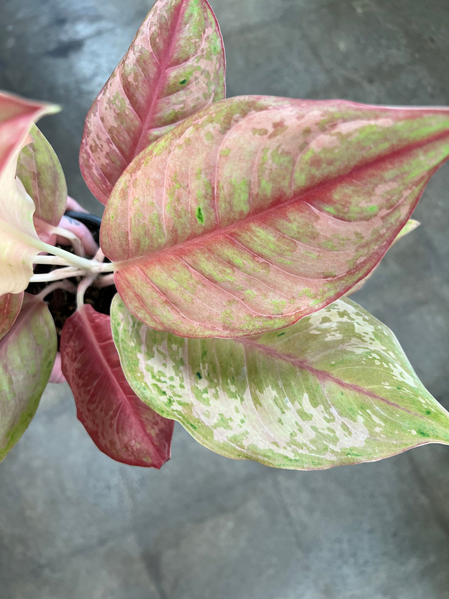 Aglaonema Khamlaitong