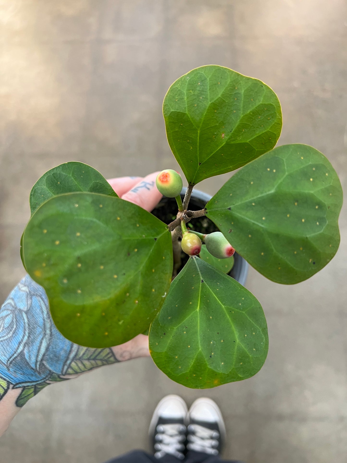 Ficus Deltoidea Mistletoe Fig