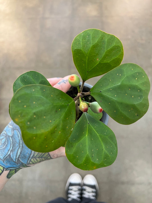Ficus Deltoidea Mistletoe Fig
