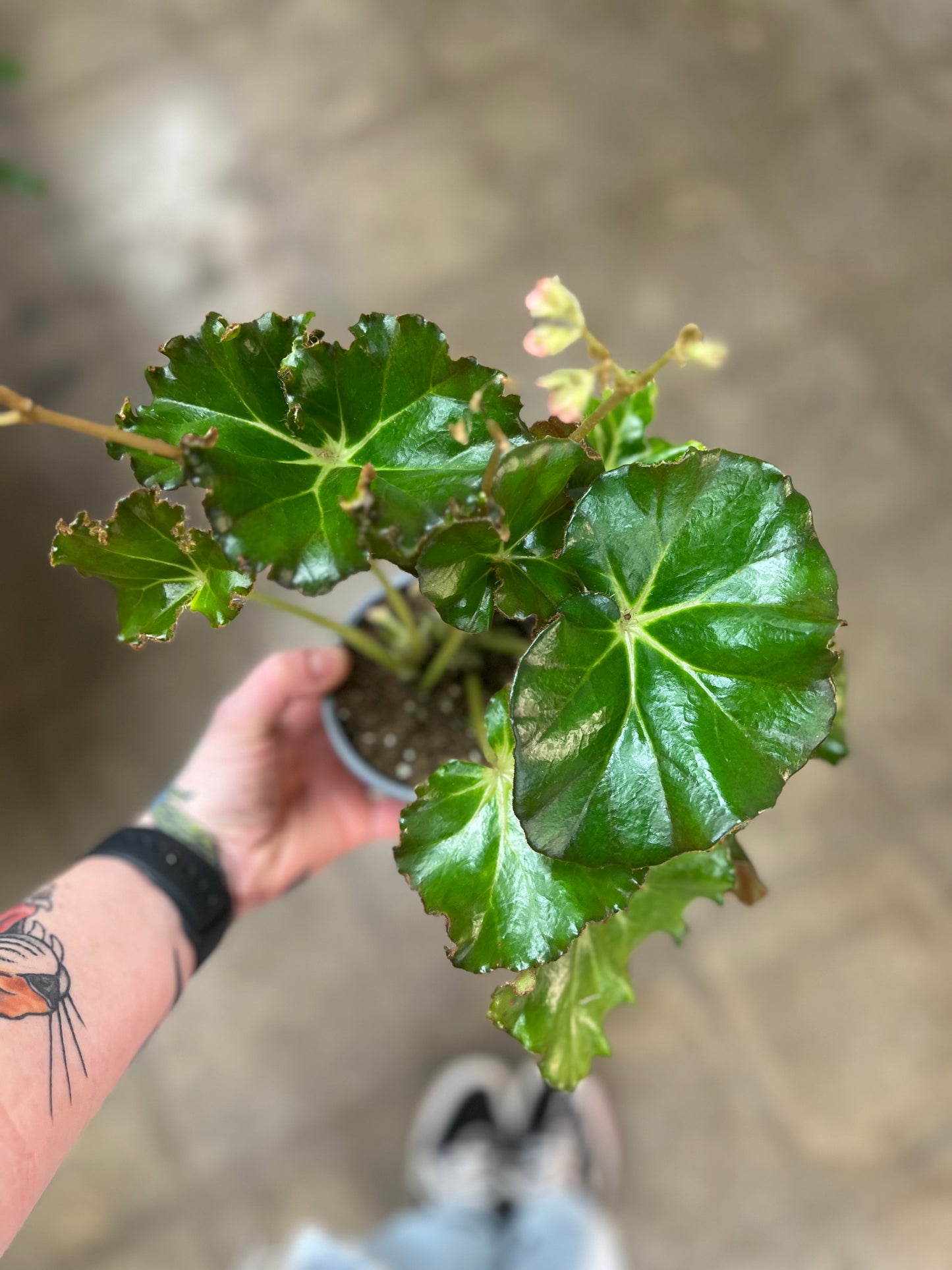 Bégonia  Foliage