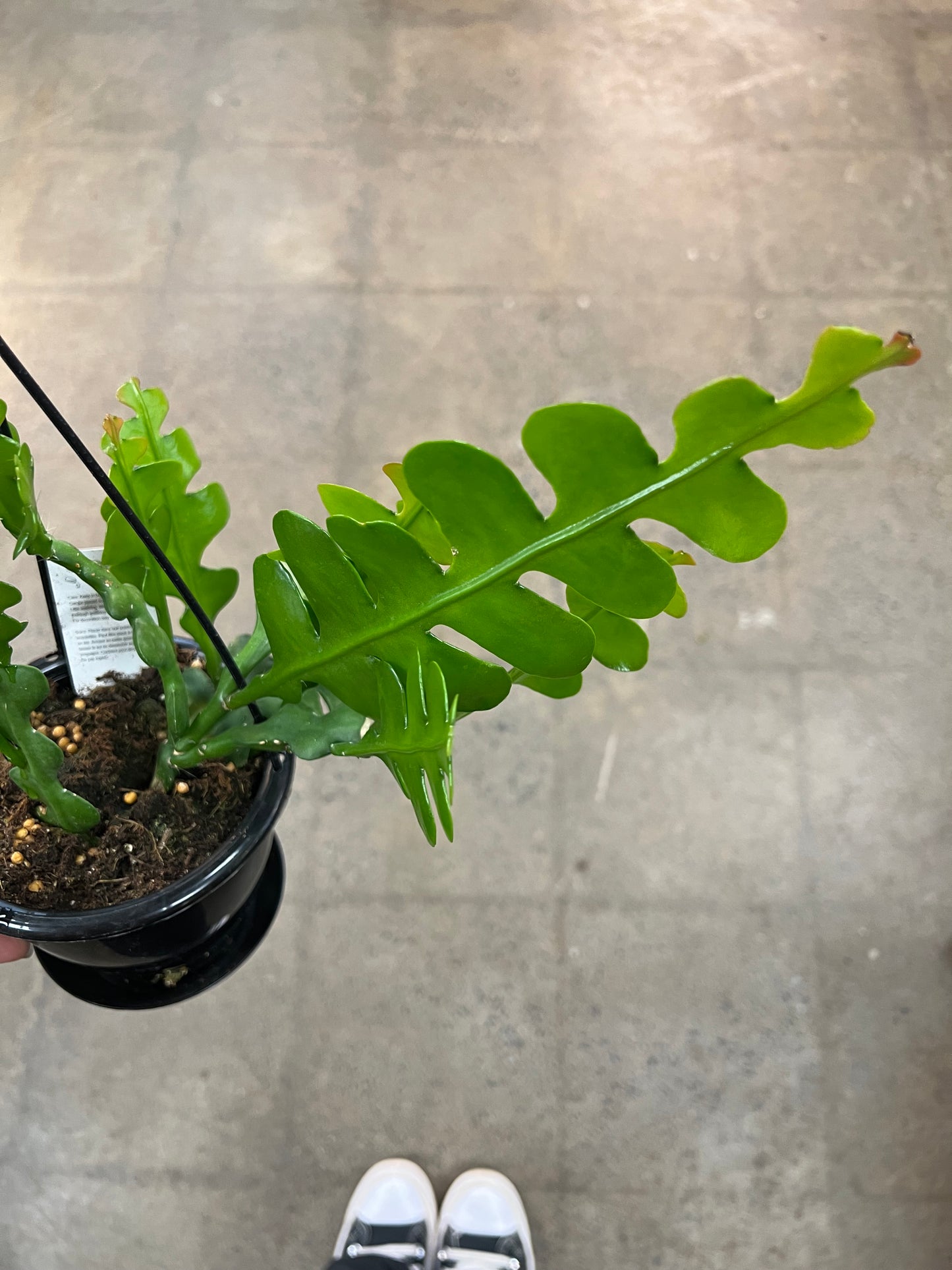 Cactus Zig Zag (Epiphyllum Anguliger)
