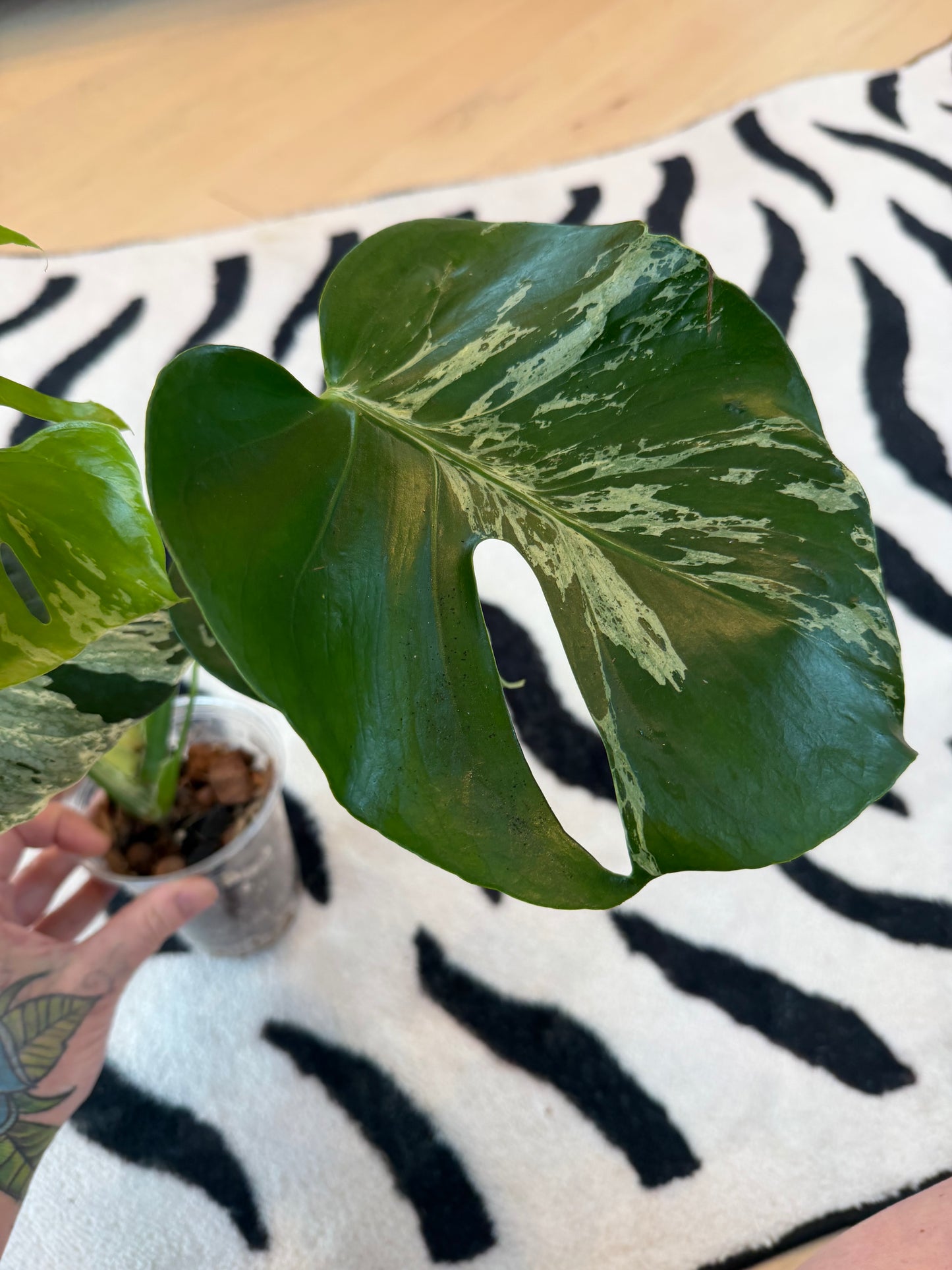 Monstera Bulbasaur #13