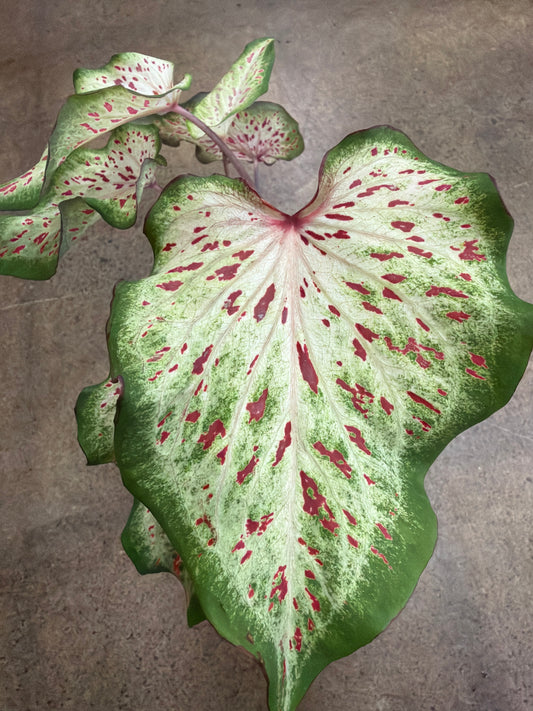 Caladium Wonderland