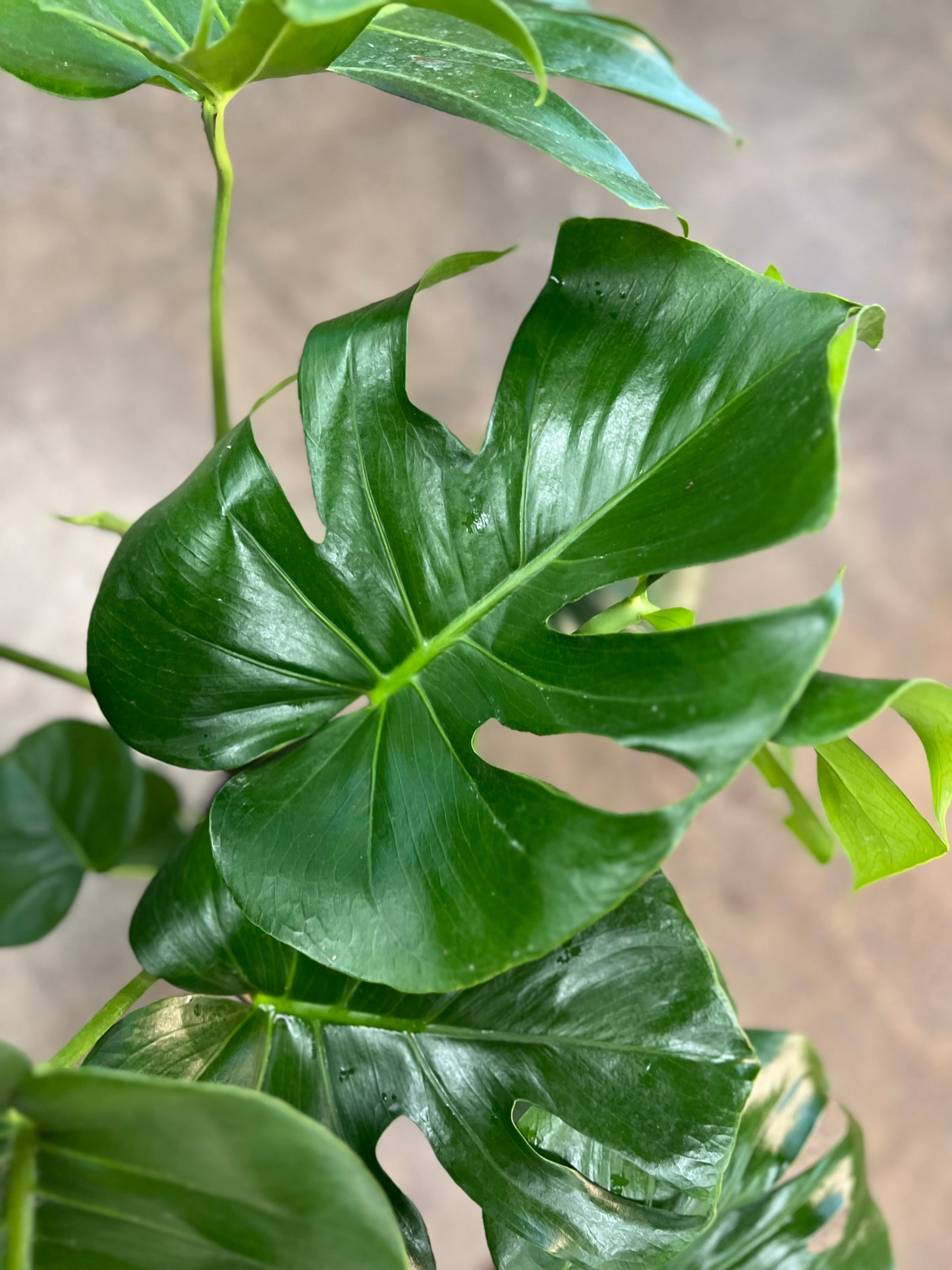 Monstera Deliciosa