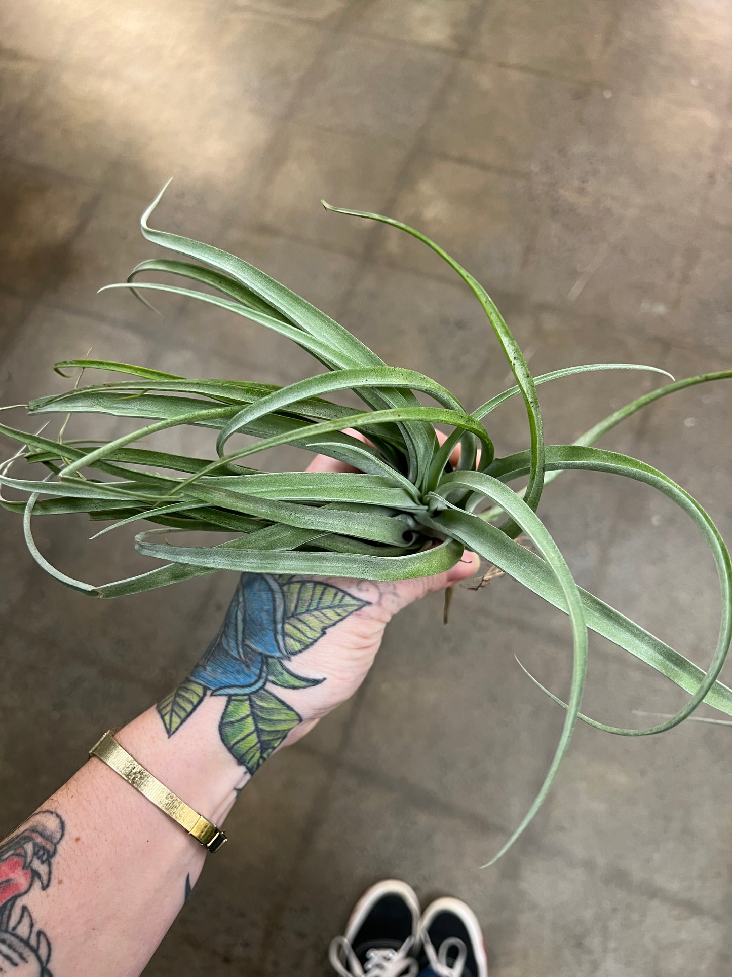 Tillandsia Capitata Silver Rose