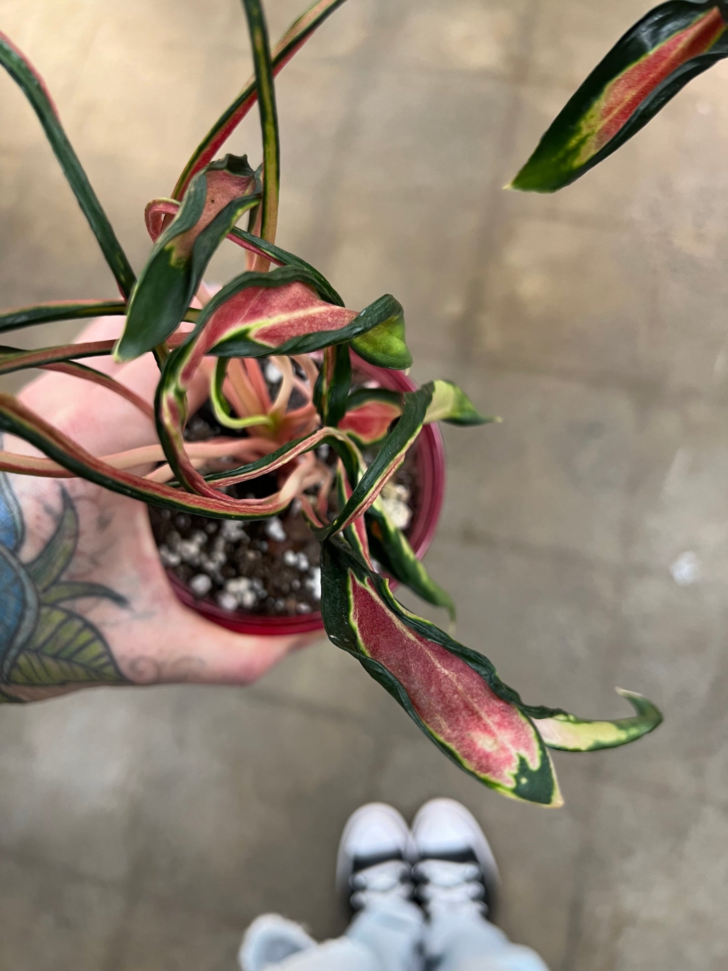 Aglaonema Squid