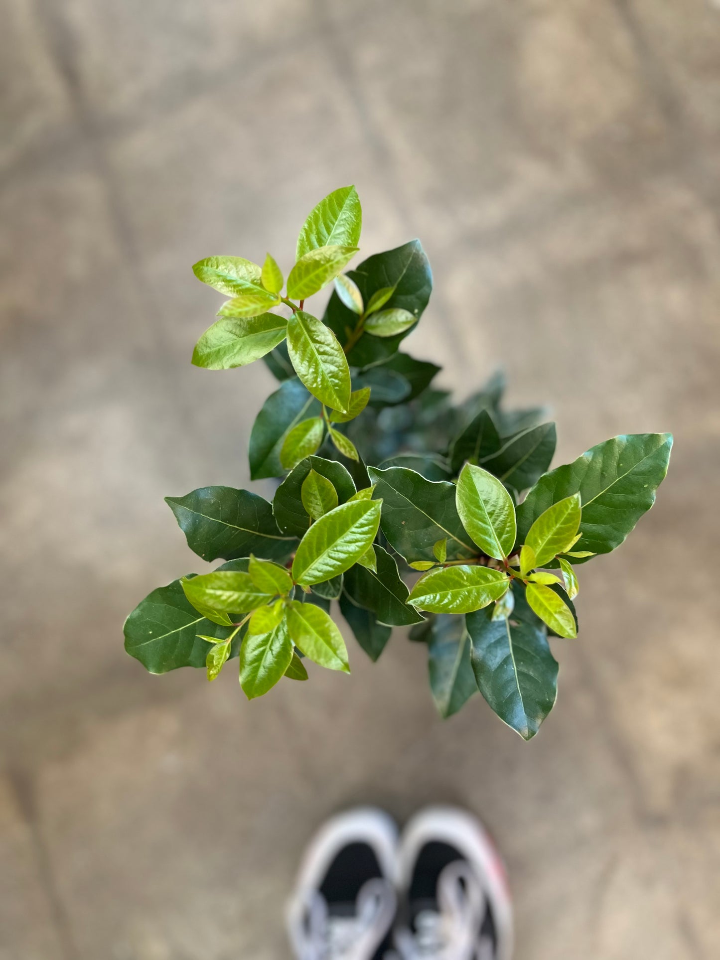 Laurel