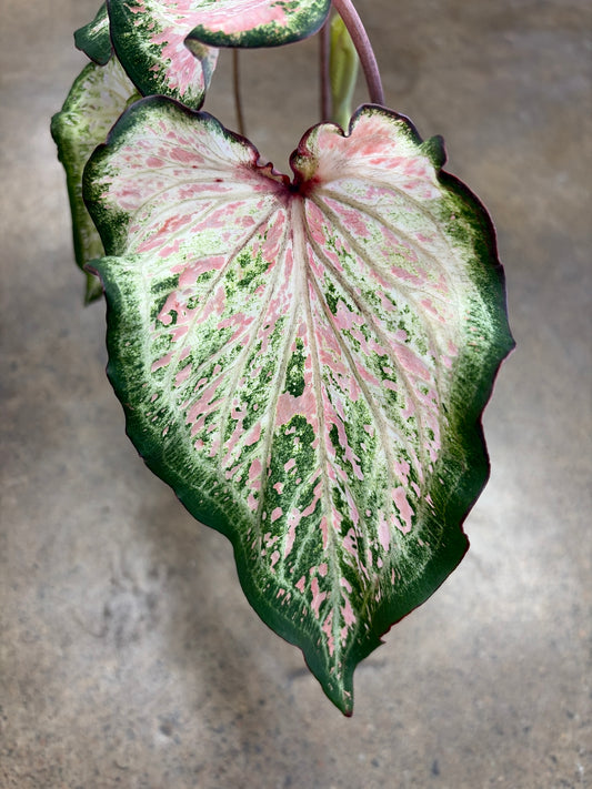 Caladium Dots Delight