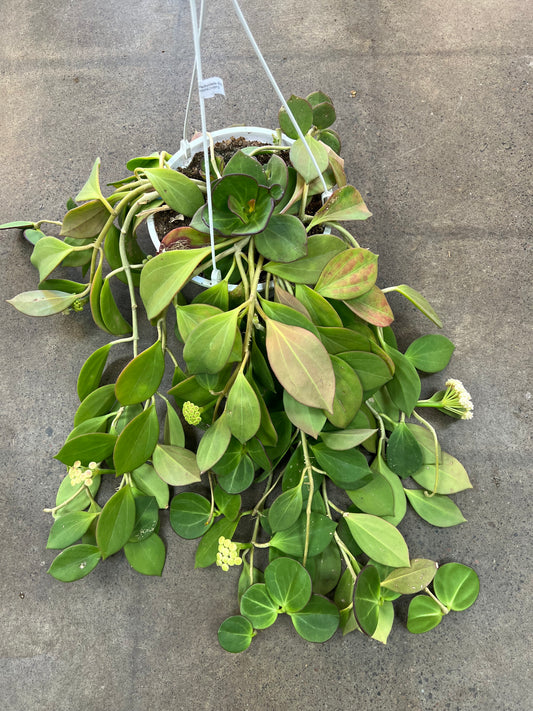 Hoya Pachyclada