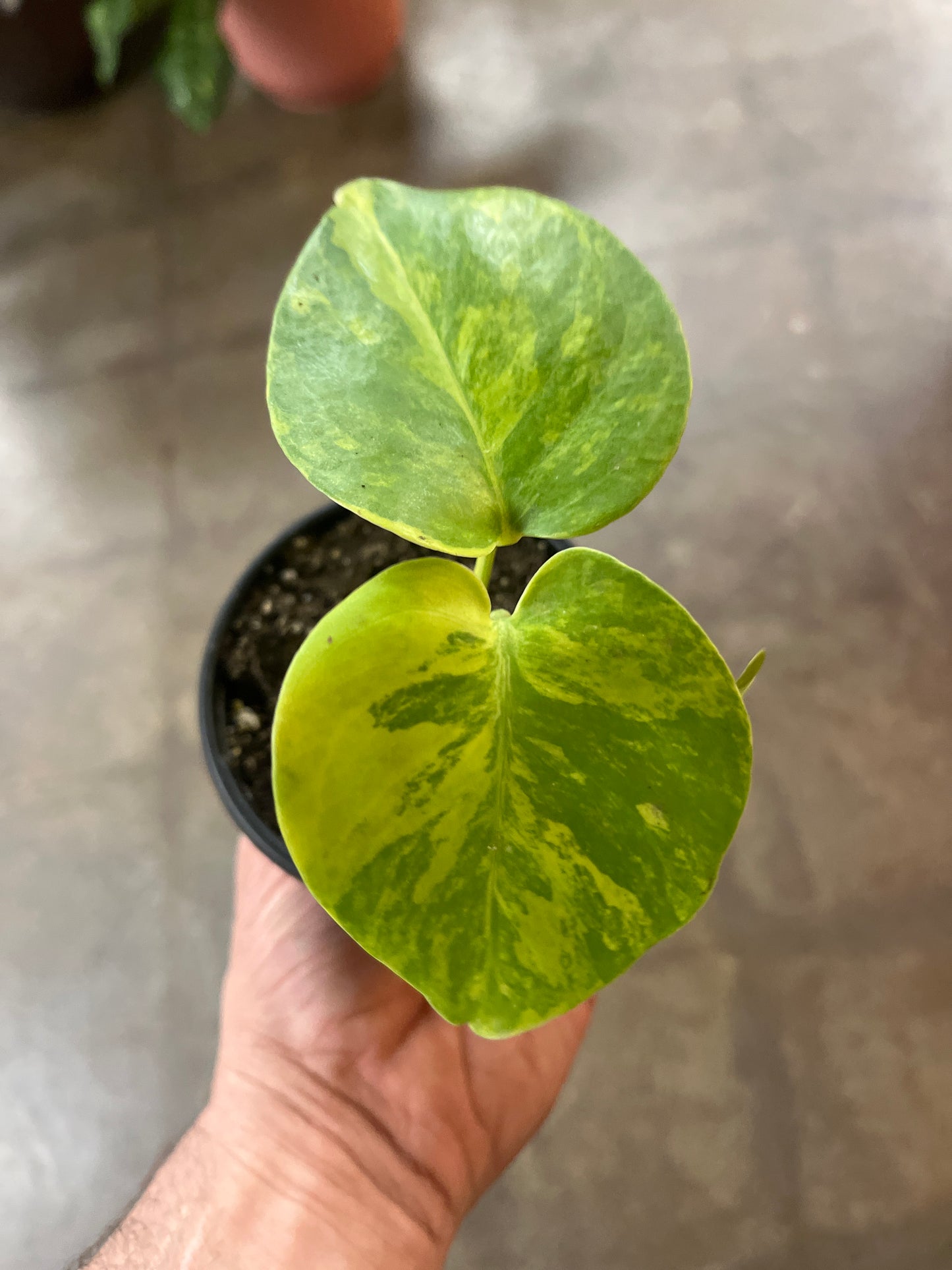 Monstera Yellow Marilyn #3