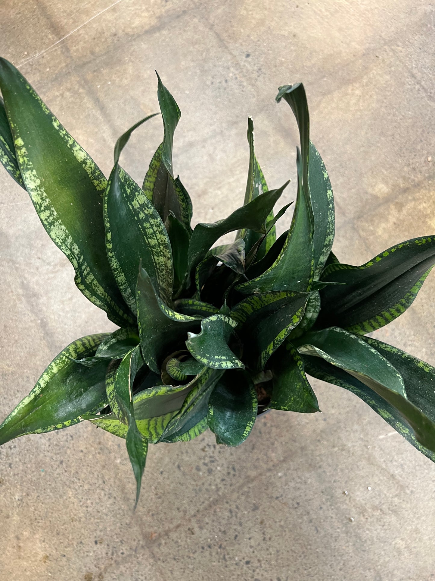 Sansevieria Whitney