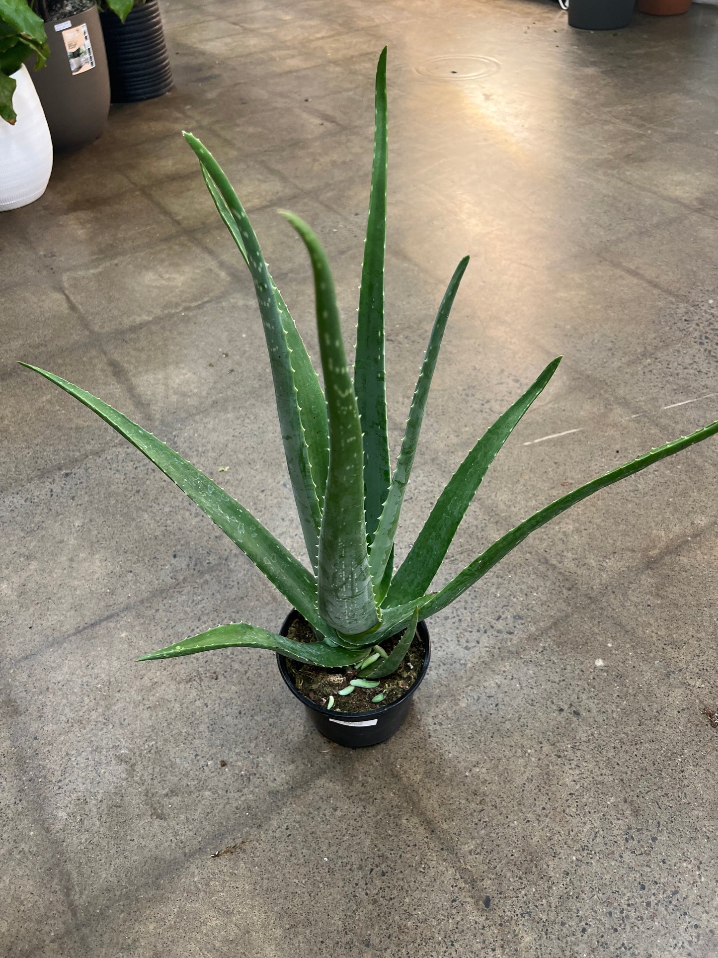 Aloe Vera