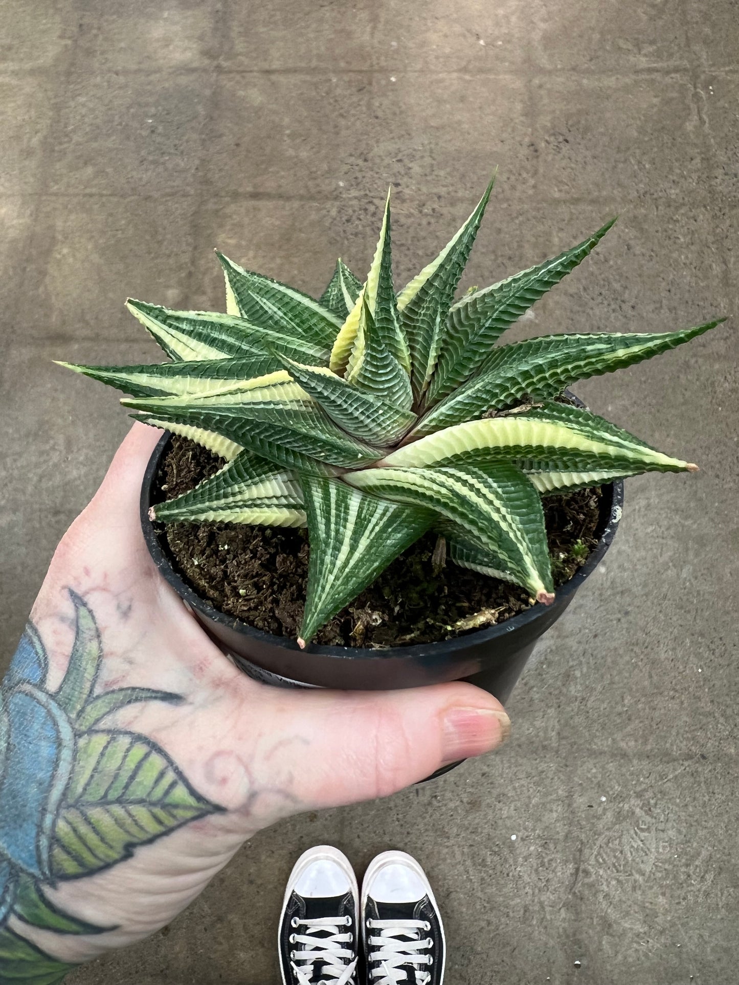 Haworthia Limifolia Variegata